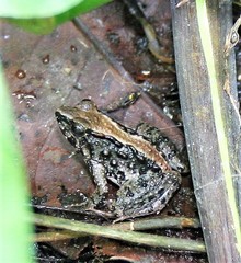 Phrynobatrachus acridoides