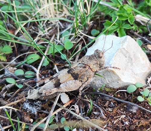 Blue-winged Grasshopper