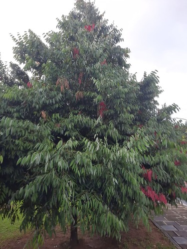 Ceylon ironwood