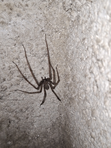 Cardinal Spider