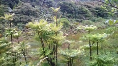 Phyllanthus mimosoides