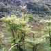 Phyllanthus mimosoides - Photo (c) Martin Dovciak, algunos derechos reservados (CC BY-NC), uploaded by Martin Dovciak