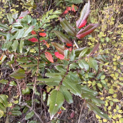 Oregon grape