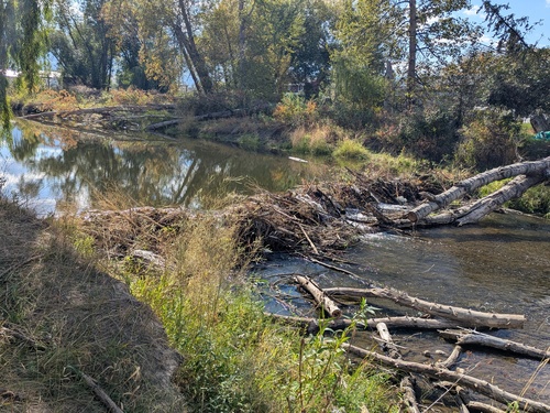 American Beaver