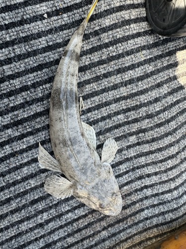Bartailed Flathead