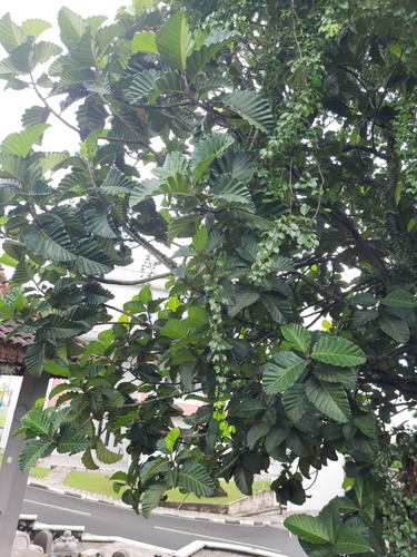 Artocarpus nobilis