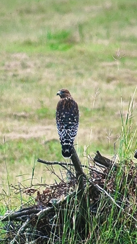 Red-shouldered Hawk