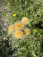 Carlina vulgaris