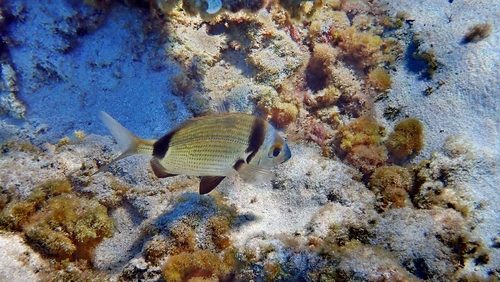 Common Two-banded Seabream