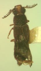 Mastinocerus