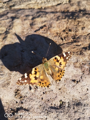 Painted Lady