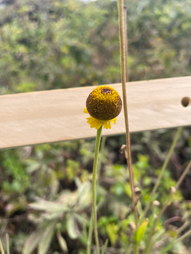 Helenium puberulum
