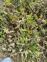 Helenium puberulum, photograph author not stated, no rights reserved