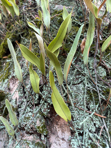 Pyrrosia lingua observed 2026-09-23
