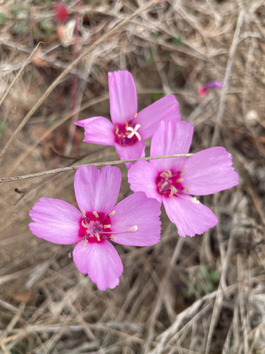 Clarkia rubicunda, photograph 1