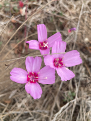 Clarkia rubicunda