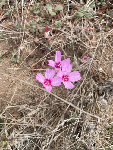 Clarkia rubicunda, photograph 2
