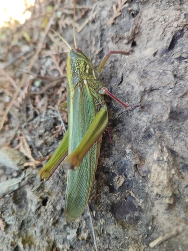 Large Green Grasshopper