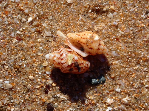 Euplica scripta observed 2026-09-12