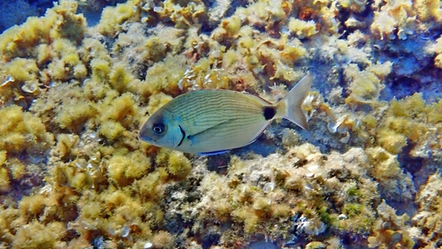 White Sea Bream