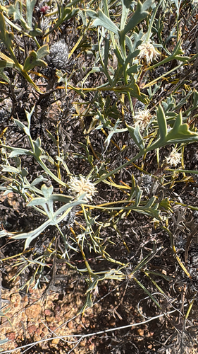 Petrophile glauca