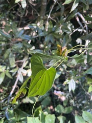 Dioscorea collettii