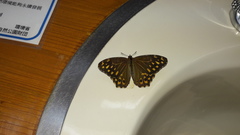 Neope niphonica niphonica