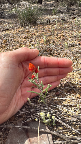 orange immortelle