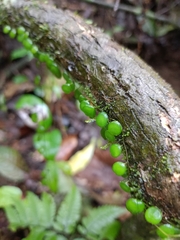 Peperomia rotundifolia