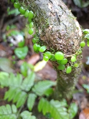 (c) Ronaldo Pedrão, some rights reserved (CC BY) Peperomia rotundifolia, photograph (c) Ronaldo Pedrão, some rights reserved (CC BY)