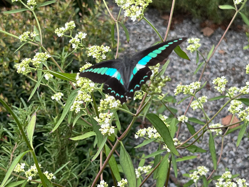Common Bluebottle