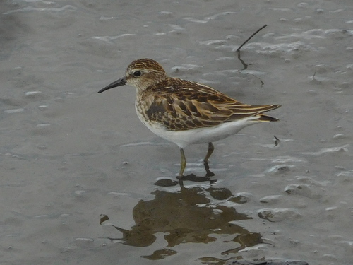 Least Sandpiper