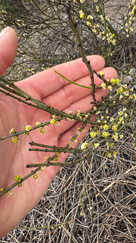 Psammomoya choretroides