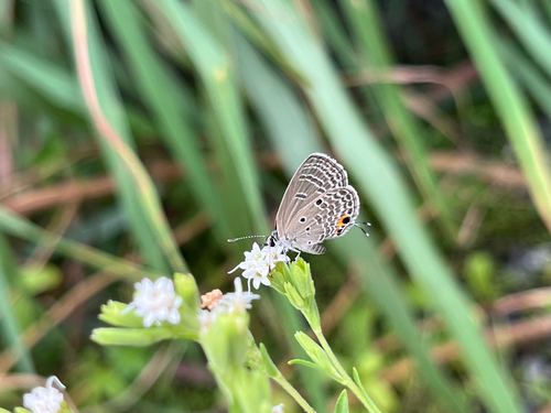 Plains Cupid