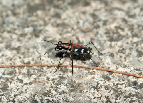 Golden-spotted Tiger Beetle