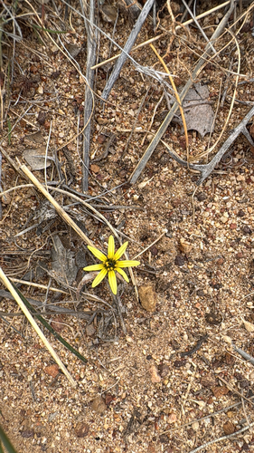 Capeweed