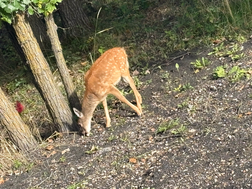 White-tailed Deer
