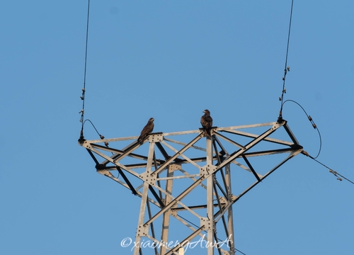 Black Kite