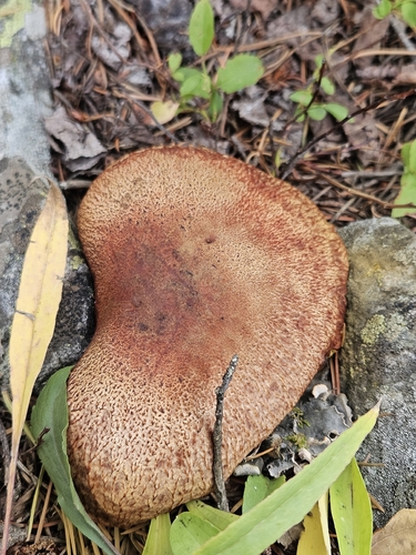 Western Painted Suillus