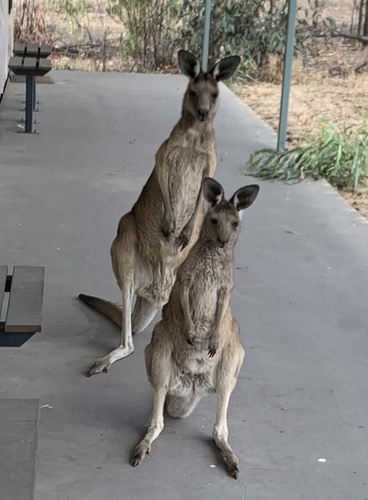 Eastern Grey Kangaroo