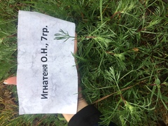 Artemisia campestris