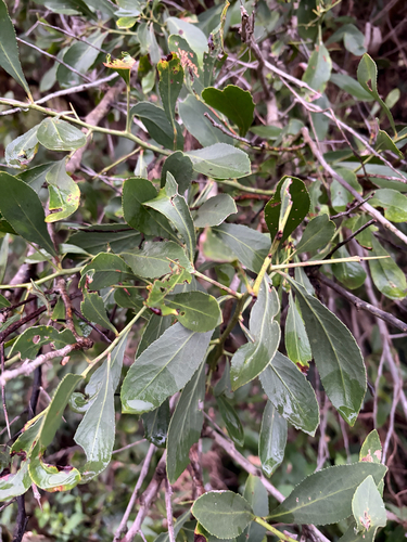 Gymnosporia senegalensis, photograph 2