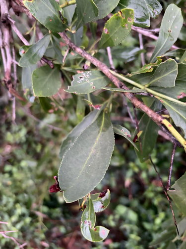 Gymnosporia senegalensis