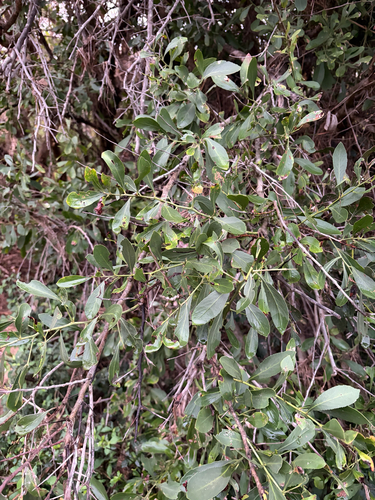 Gymnosporia senegalensis, photograph 3