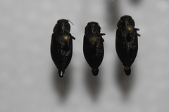 Phaenops drummondi