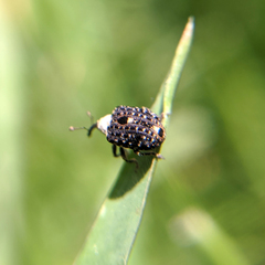 Cionus scrophulariae