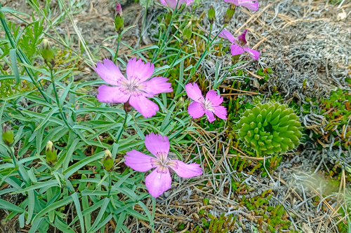 Chinese-pink