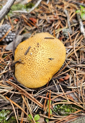 Blue-staining Slippery Jack