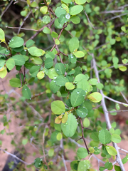 Flueggea virosa