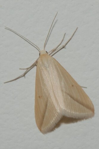 Vestal